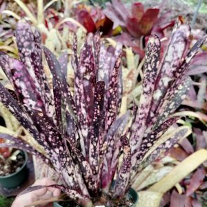 Billbergia Midnight Sky