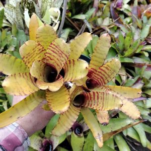 Neoregelia Pickles