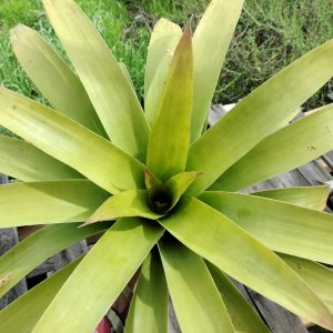 Tillandsia sagastegui