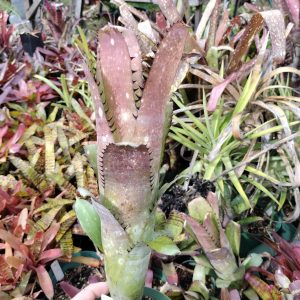 Billbergia Beadle #1550