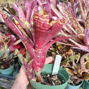 Neoregelia Tweedle Dee x Nightspot D