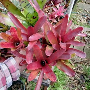 Neoregelia Fireball F2