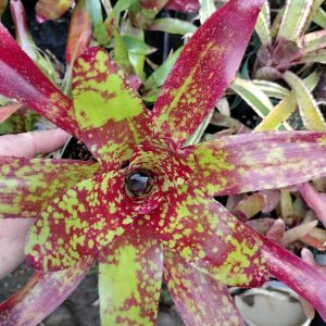 Neoregelia Winnie the Pooh