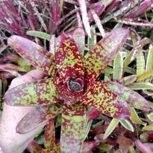 Neoregelia Spaced Out