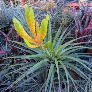 Tillandsia fasciculata Oaxaca #130