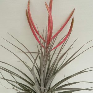 Tillandsia chiapensis x botteri