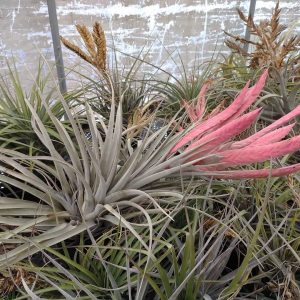 Tillandsia chiapensis x jalisco-monticola