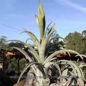 Tillandsia streptophylla x mitlaensis