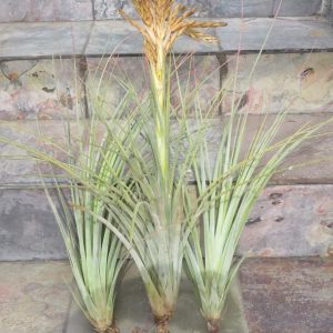 Tillandsia Kiana Knuth