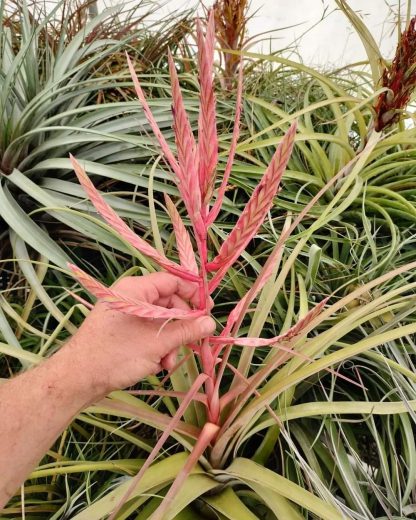 Tillandsia (tricolor x flabellata) x streptophylla - Image 3