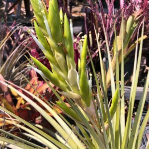 Tillandsia fasciculata var densispica forma alba