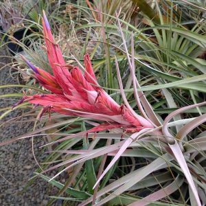 Tillandsia xerographica x fasciculata (Paterson)