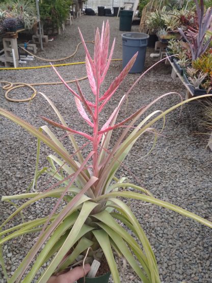 Tillandsia (tricolor x flabellata) x streptophylla