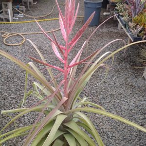 Tillandsia (tricolor x flabellata) x streptophylla