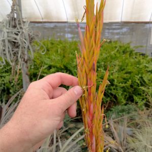 Tillandsia coalcomanensis