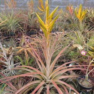 Tillandsia Little Chaca #738txf