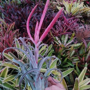 Tillandsia chiapensis x caput-medusae