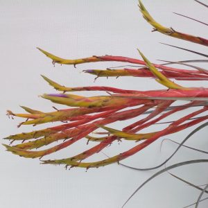 Tillandsia inopinata