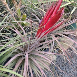Tillandsia Chamuco