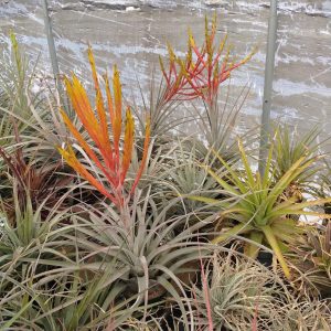 Tillandsia inopinata Silver Hidalgo #250