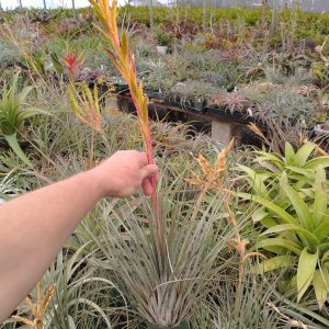 Tillandsia hammeri x rodrigueziana #699