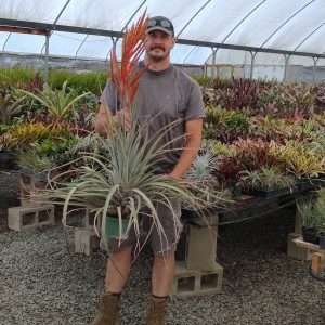 Tillandsia fasciculata x makoyana