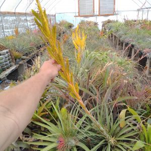 Tillandsia rodrigueziana Chiapas form