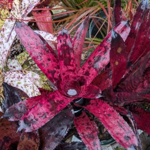 Aechmea Brilliant Snook