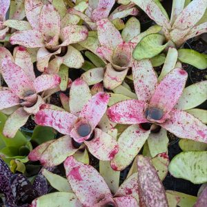 Neoregelia Cherry Float