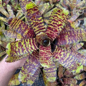 Neoregelia Entangled