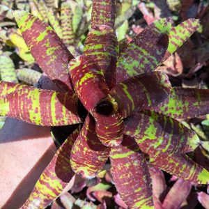 Neoregelia lilliputiana x Blushing Tiger