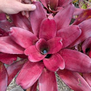 Neoregelia Jelly Roll