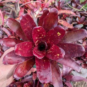 Neoregelia Royal Burgundy x Fireball