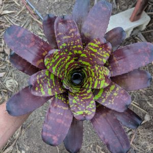Neoregelia Strange Brew