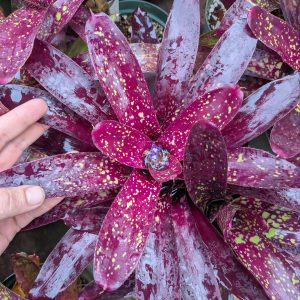Neoregelia Gympie Parade
