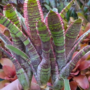 Neoregelia Irazu