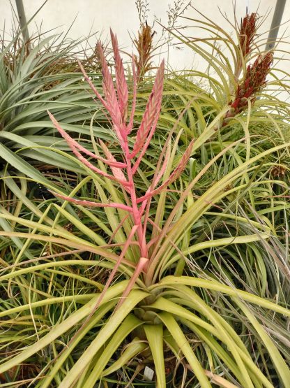 Tillandsia (tricolor x flabellata) x streptophylla - Image 2