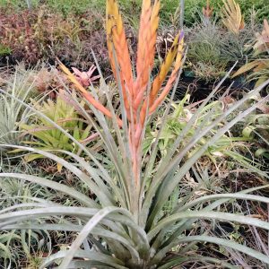 Tillandsia fasciculata Gold