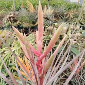 Tillandsia Tropiflora x chiapensis
