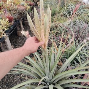 Tillandsia Pinegrove