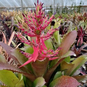 Billmea Hawaiian Prince