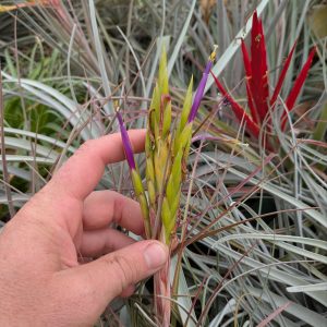 Tillandsia Kiana Knuth