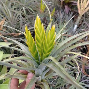 Tillandsia marabascoensis