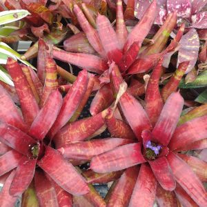 Neoregelia Wavy Gravy