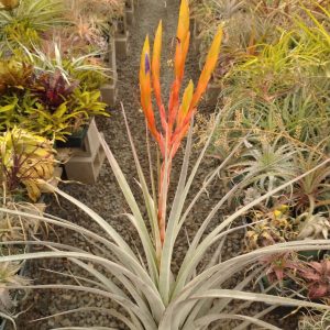 Tillandsia hubertiana Guerrero