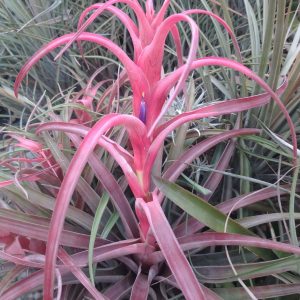 Tillandsia capitata Michoacan #595