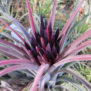 Tillandsia Silver Trinket