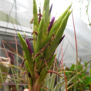 Tillandsia hammeri x concolor