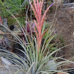 Tillandsia hammeri x makoyana