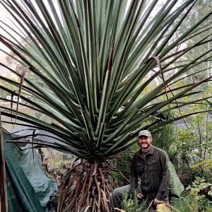 Furcraea macdougallii